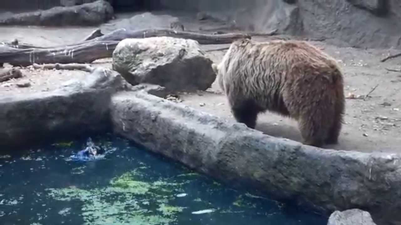 VIDEO: Karu päästab varese uppumissurmast