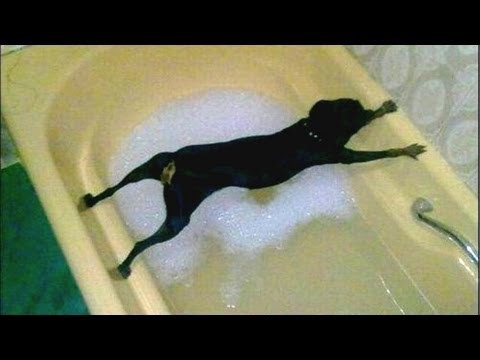 VIDEO: Mõned koerad kohe ei taha vanni minna