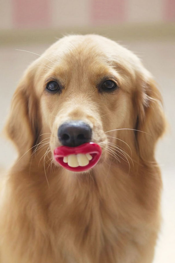 FOTOD: Koerad, kes ei tea, kui tobedad nad oma mänguasjadega välja näevad