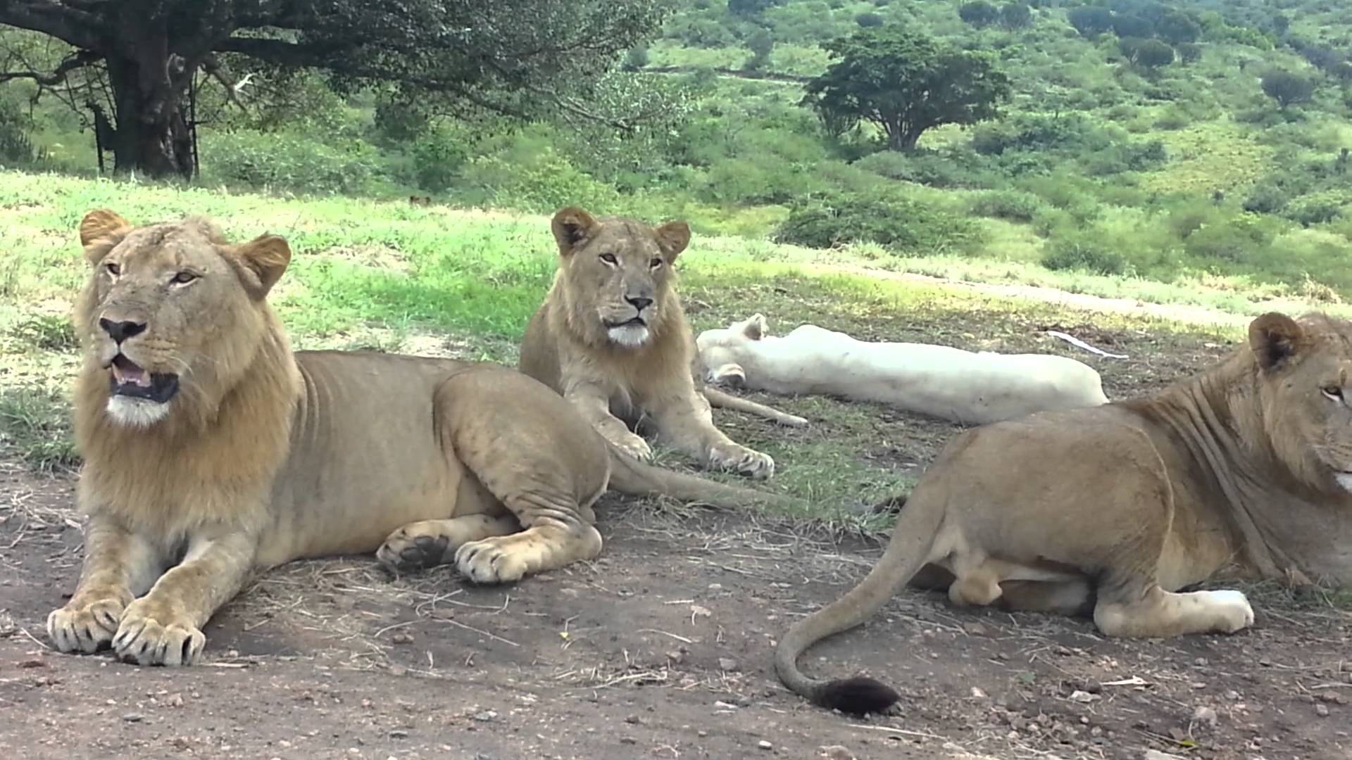 VIDEO: Ekstreemne! Perekond filmib autost lõvisid ning samal ajal üks lõvi avab autoukse