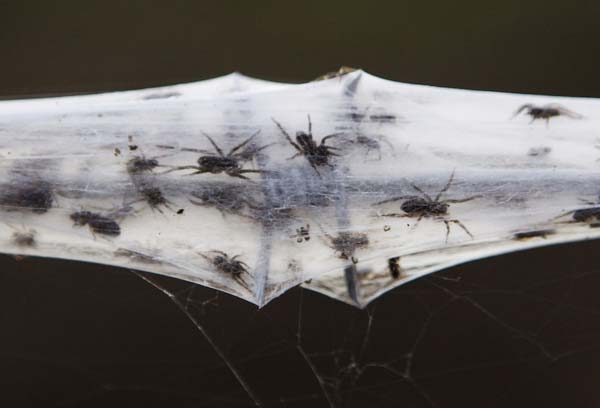 Võrgud on täis ämblike kinnipüütud putukaid.