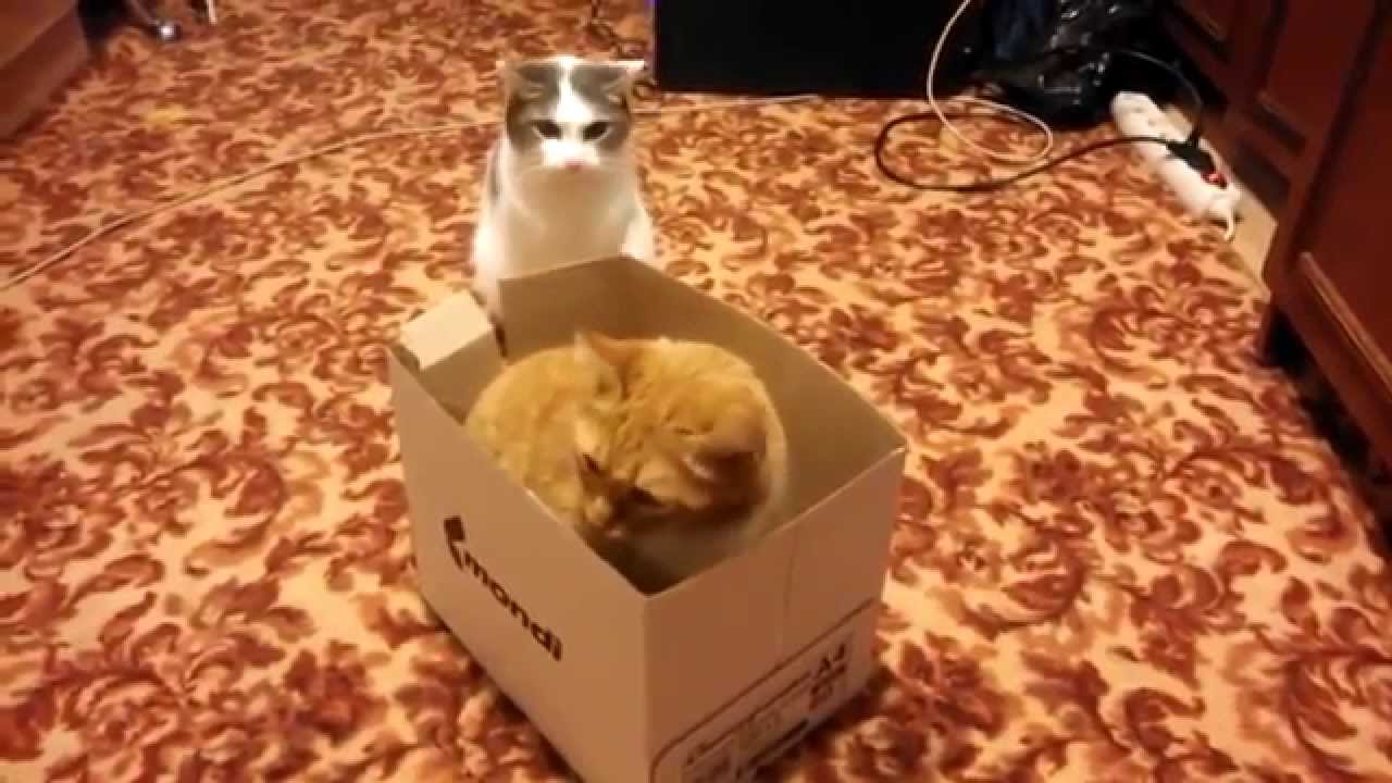 VIDEO: 2 kassi hakkavad pappkasti pärast kaklema