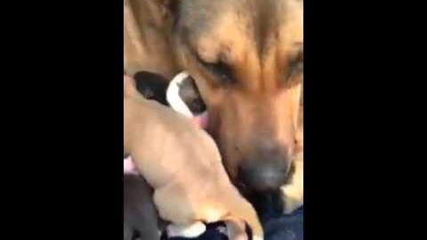 VIDEO: Kutsikatega päästetud koeral voolavad pisarad