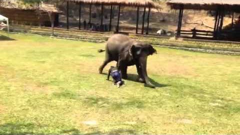 VIDEO: Vaata, kuidas elevant kaitseb enda talitajat