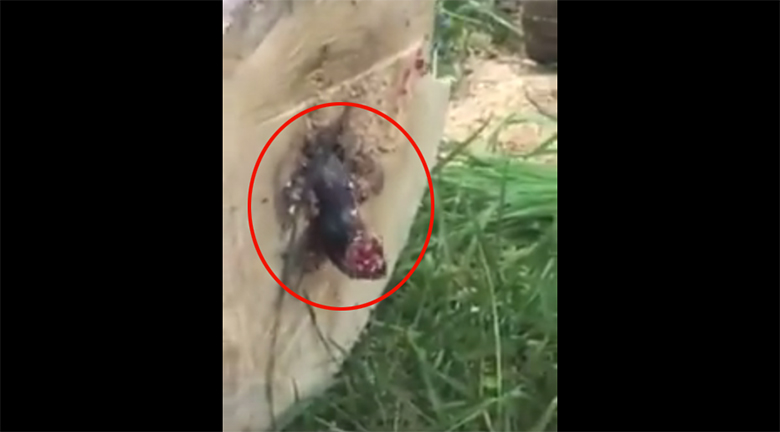 VIDEO: Mees saagis puu maha - puu seest tuli nähtavale midagi väga šokeerivat