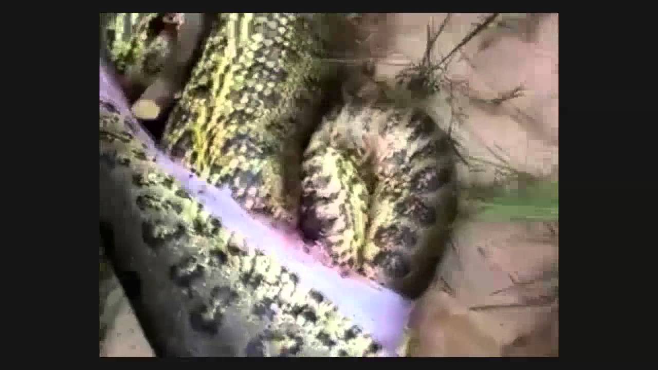 VIDEO: Vaata, mis selle ülisuure surnud anakonda kõhust välja tuleb