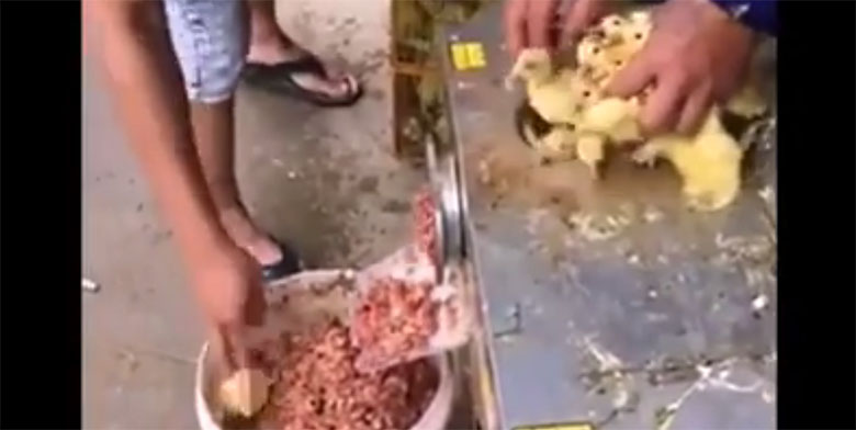 VIDEO: JUBE, KUI JULM - nii tehakse kana nuggeteid Taimaal