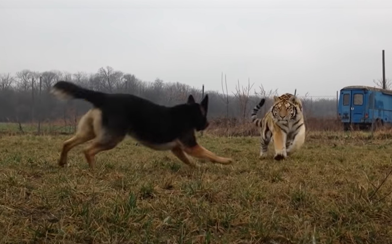 VIDEO: Suur tiiger jookseb koera poole - vaata, mis juhtuma hakkab