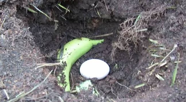 VIDEO: Vaata, mis juhtub, kui panna banaan koos munaga mulla alla