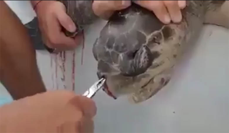 VIDEO: Appi, kui kohutav - vaata, mis selle kilpkonna ninast välja tuleb