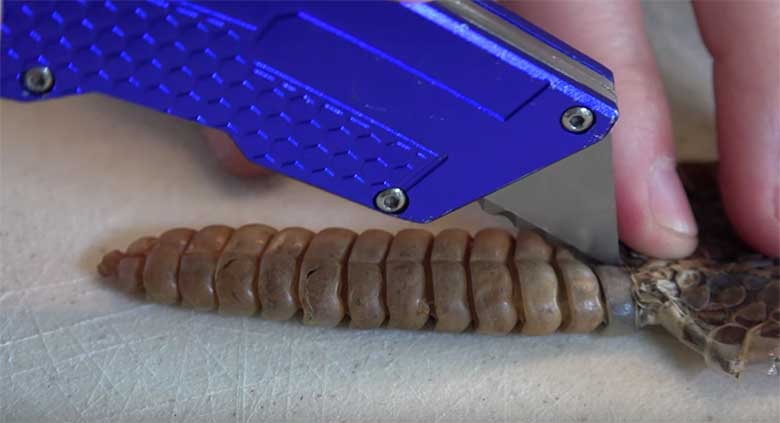 VIDEO: Vaata, mis on lõgismao saba sees, kui see lahti lõigata