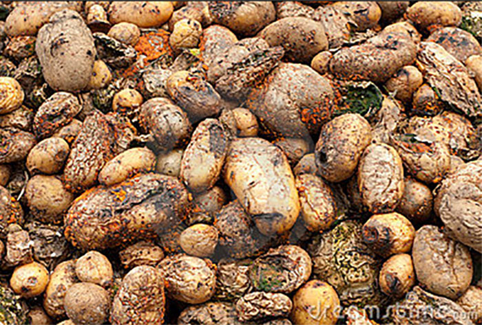 Nende surma põhjustasid keldris hallitanud kartulid. Kartulid sisaldavad mürgises maavitsa perekonna taimedes leiduvat keemilist elementi glükoalkaloidi. Seetõttu on kartulid teatud looduslikes tingimustes mürgised. Muide, ainult nende söömine ei mõjuta teid, vaid ka nende kemikaalide sisse hingamine. Kui kartulid enam ei kõlba ja lähevad mädanema, siis nendes suureneb glükoalkaloidide sisaldus. Seetõttu väljub kartulitest ohtlik ja mürgine gaas. Inimesed võivad selle gaasiga kokku puutudes surra. 