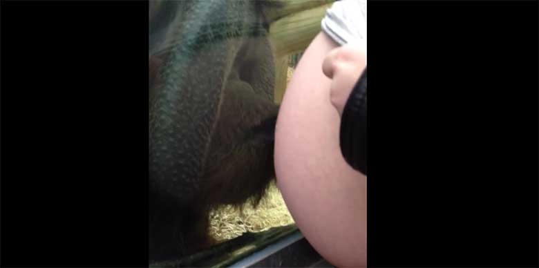 VIDEO: Orangutan läheb väga emotsionaalseks, kui rase naine näitab talle oma kõhtu