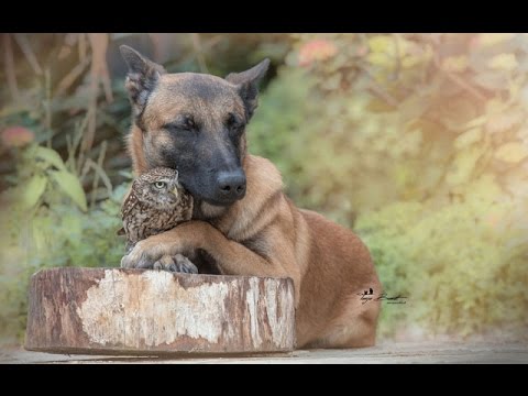 EBATAVALINE sõprus koera ja öökulli vahel