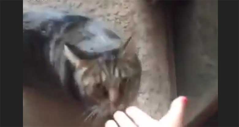 VIDEO: MISASJA - VAATA, mida teeb kass, kui tunneb omanikul teise kassi lõhna