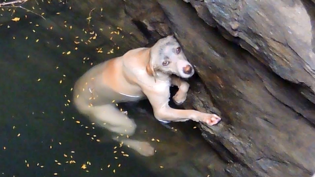 PISARAKISKUJA - SÜDAMLIK lugu koerast, kes päästeti uppumissurmast