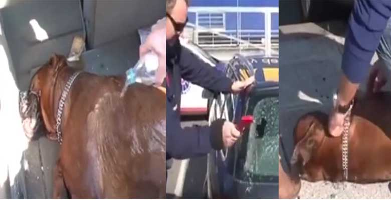 VIDEO: OH ÕUDUST - PAAR läks Ikeast kaupa ostma, jättes koera kuuma autosse