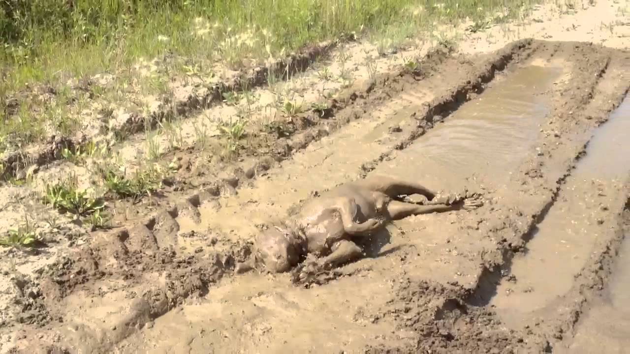 VIDEO: EBAREAALNE - Vaata, kuidas see koer muda naudib