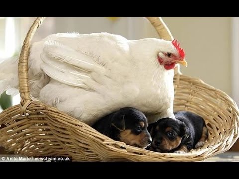 VIDEO: VAU – Kana arvab, et on koer, hoolitsedes kutsikate eest nagu nende ema