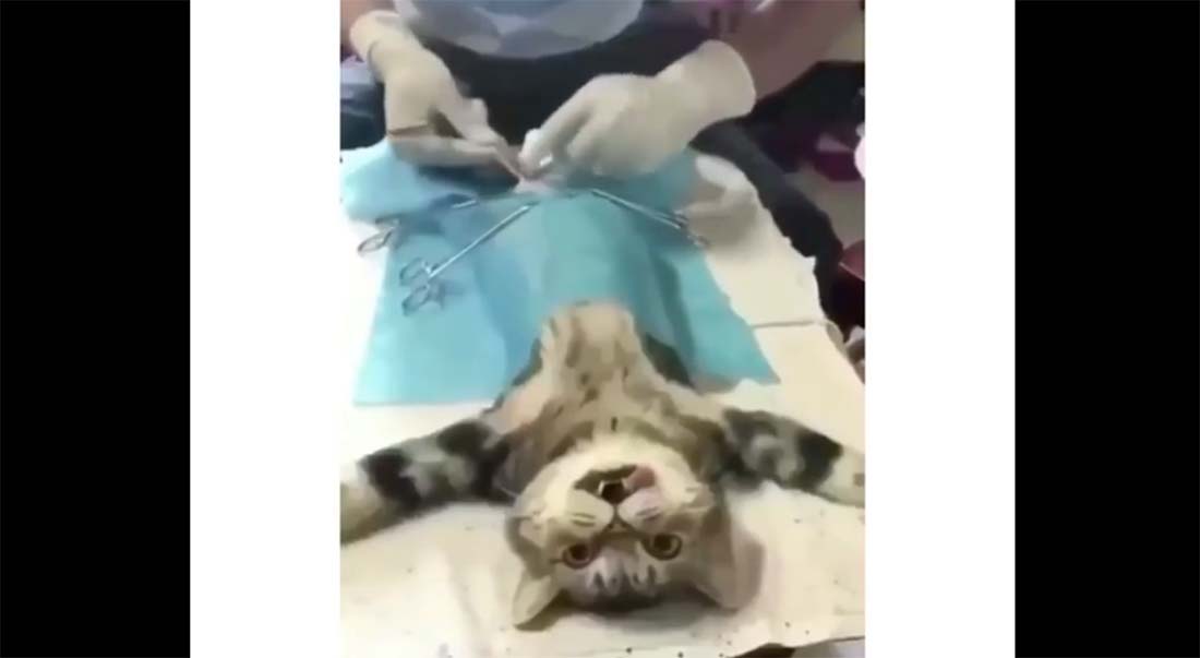 VIDEO: HAHA - vaata, mis nägu teeb kass ärgates ja avastades et tal pole enam mune...