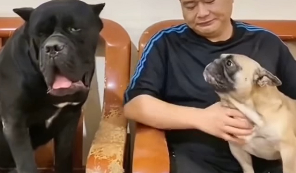 NALJAKAS VIDEO: Mida see väike koer küll mõtleb, kui nii käitub - keegi oskab öelda?