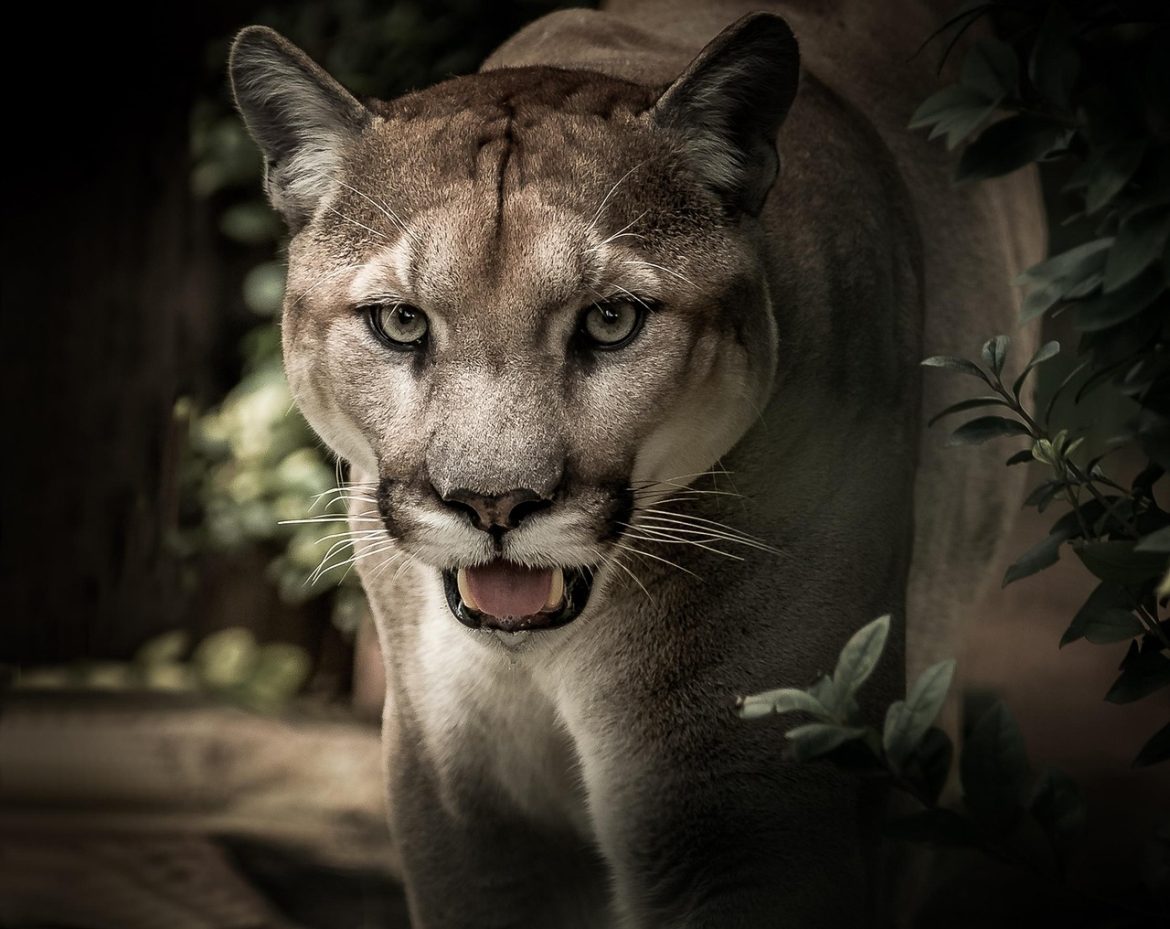 puma, feline, predator, wild, nature, wildlife, animal