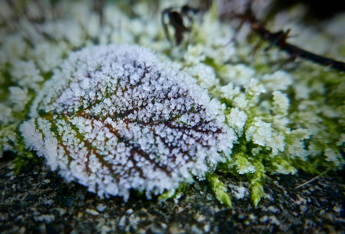 Close-up of a frost-covered leaf on green moss, showcasing natural winter beauty.