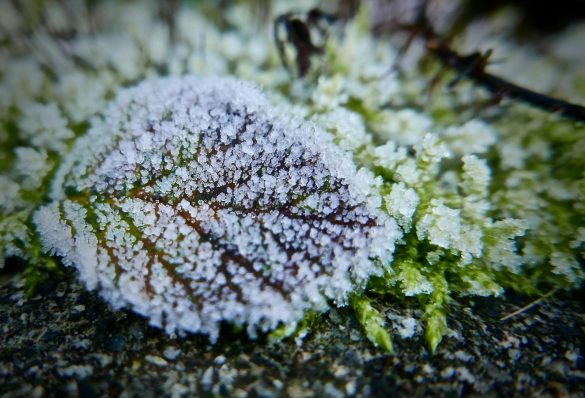 Close-up of a frost-covered leaf on green moss, showcasing natural winter beauty.