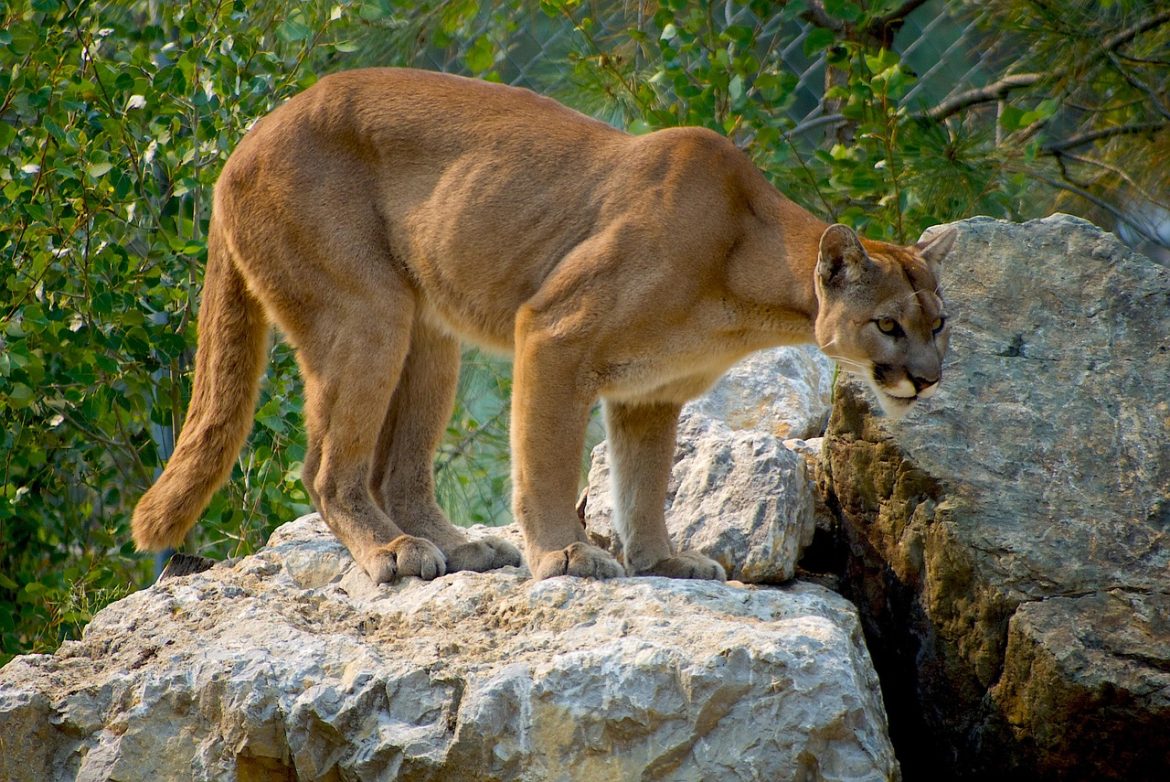cougar, animal, puma, zoo, pet, large cat, feline, mammal, nature, wildlife, wildlife photography, cat