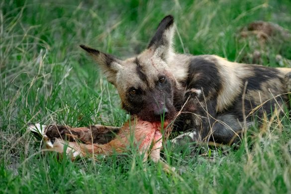 a wild dog chewing on a dead animal in the grass