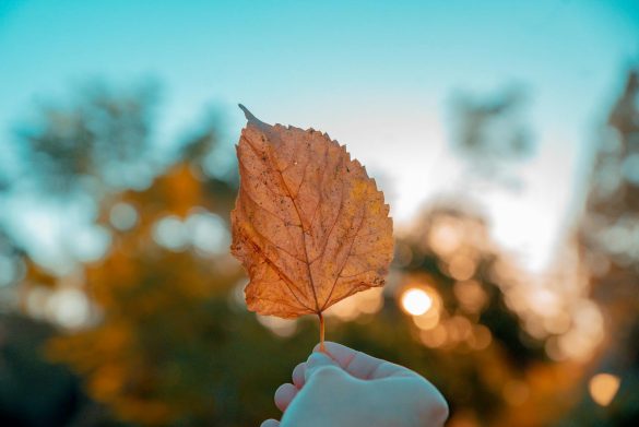 A person holds a dried autumn leaf with a warm sunset bokeh background, depicting the fall season in India.