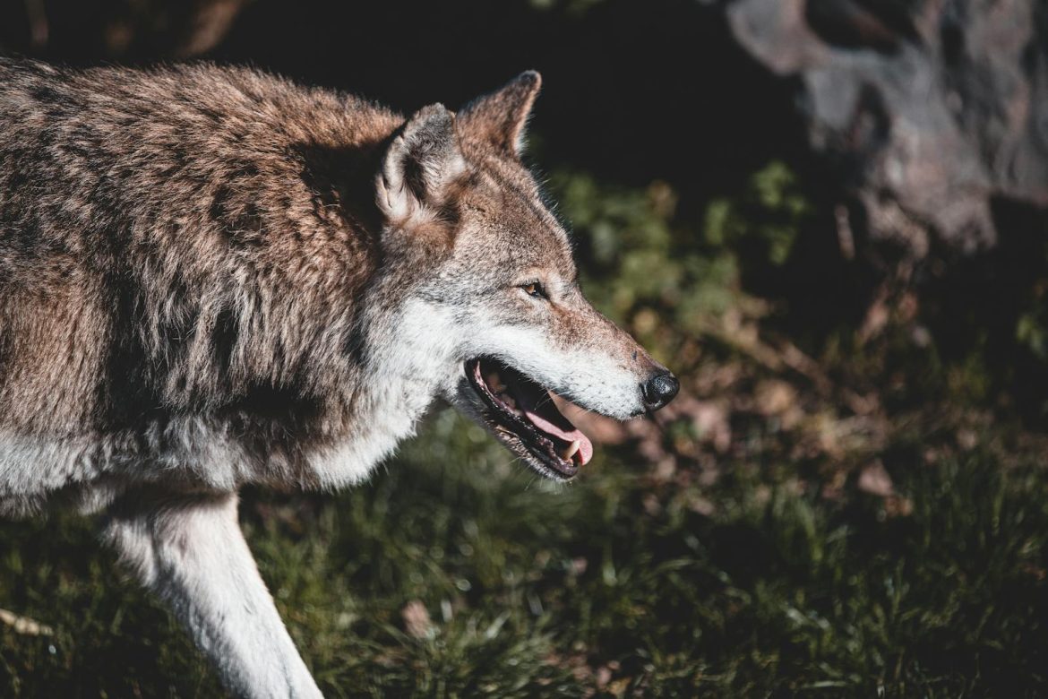 A close-up image of a gray wolf exploring its natural habitat during the day.