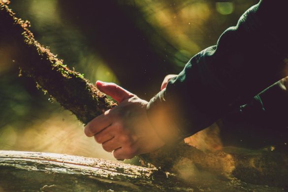 A hand holding a moss-covered branch in sunlight, creating a warm, nature-focused atmosphere.