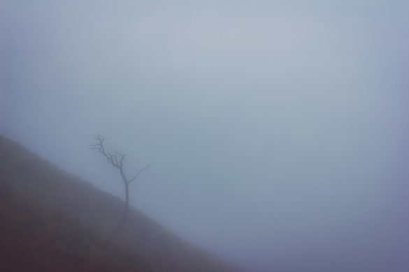 a lone tree on a hill in the fog