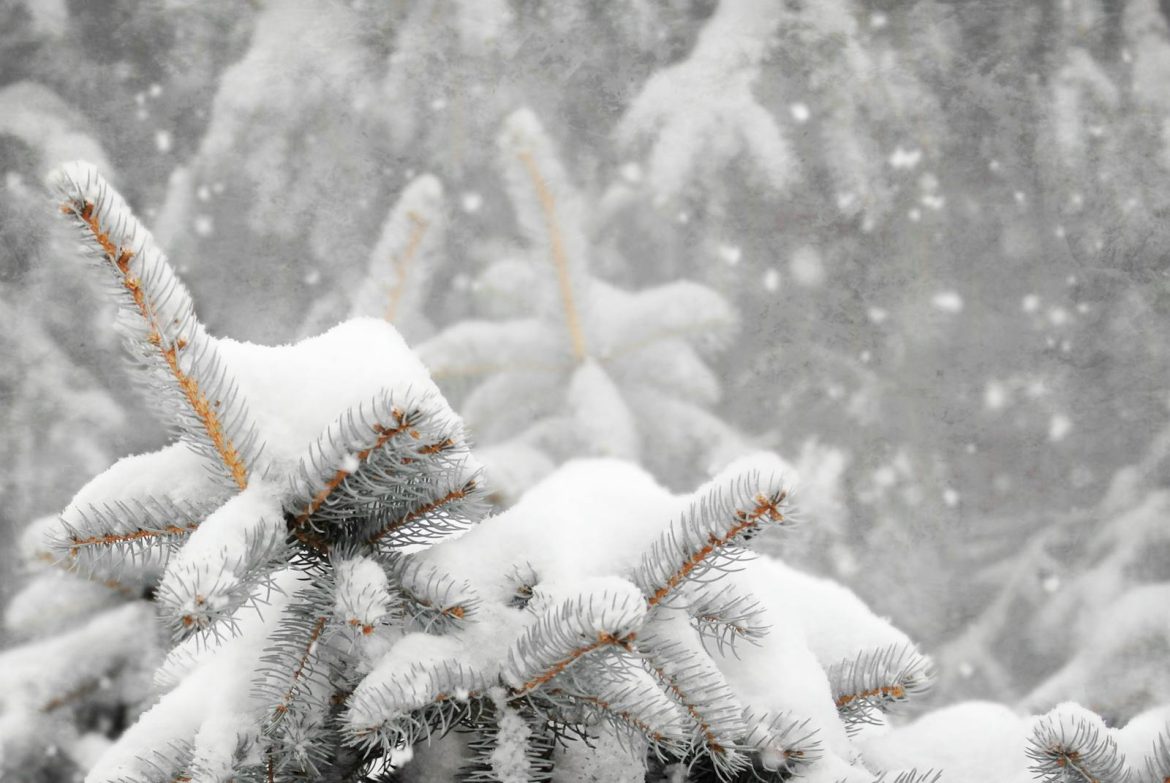 Winter scene with snow-covered fir tree branches showcasing natural beauty and tranquility.