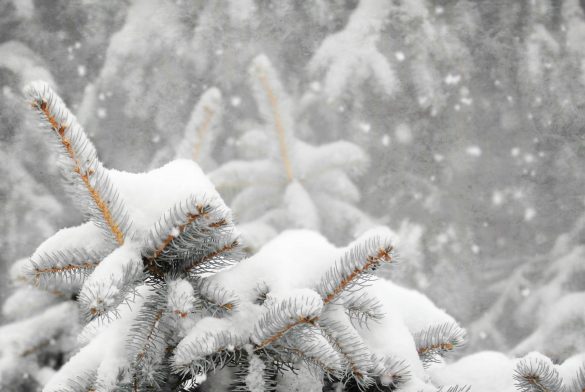 Winter scene with snow-covered fir tree branches showcasing natural beauty and tranquility.