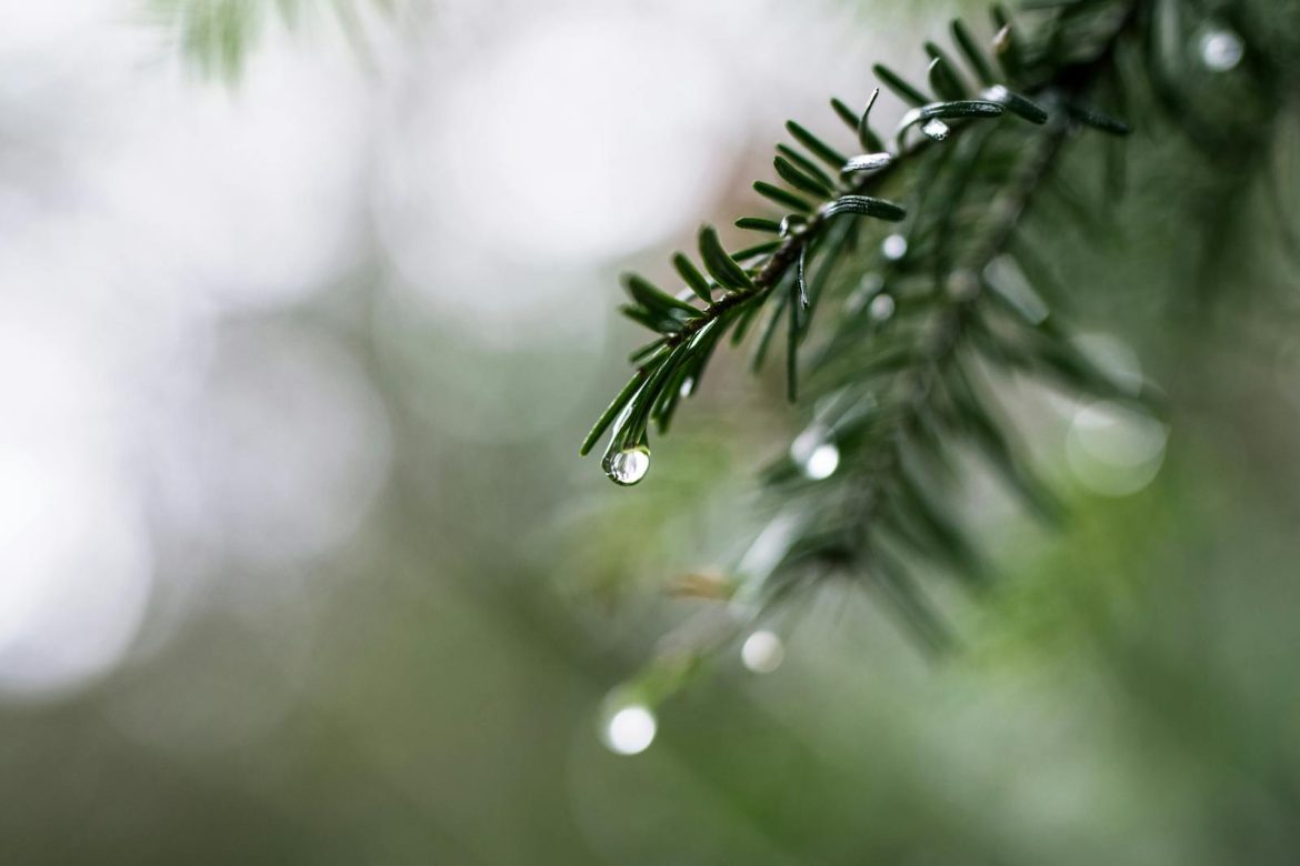 Close-up shot of raindrops on pine needles, capturing nature's delicate beauty.