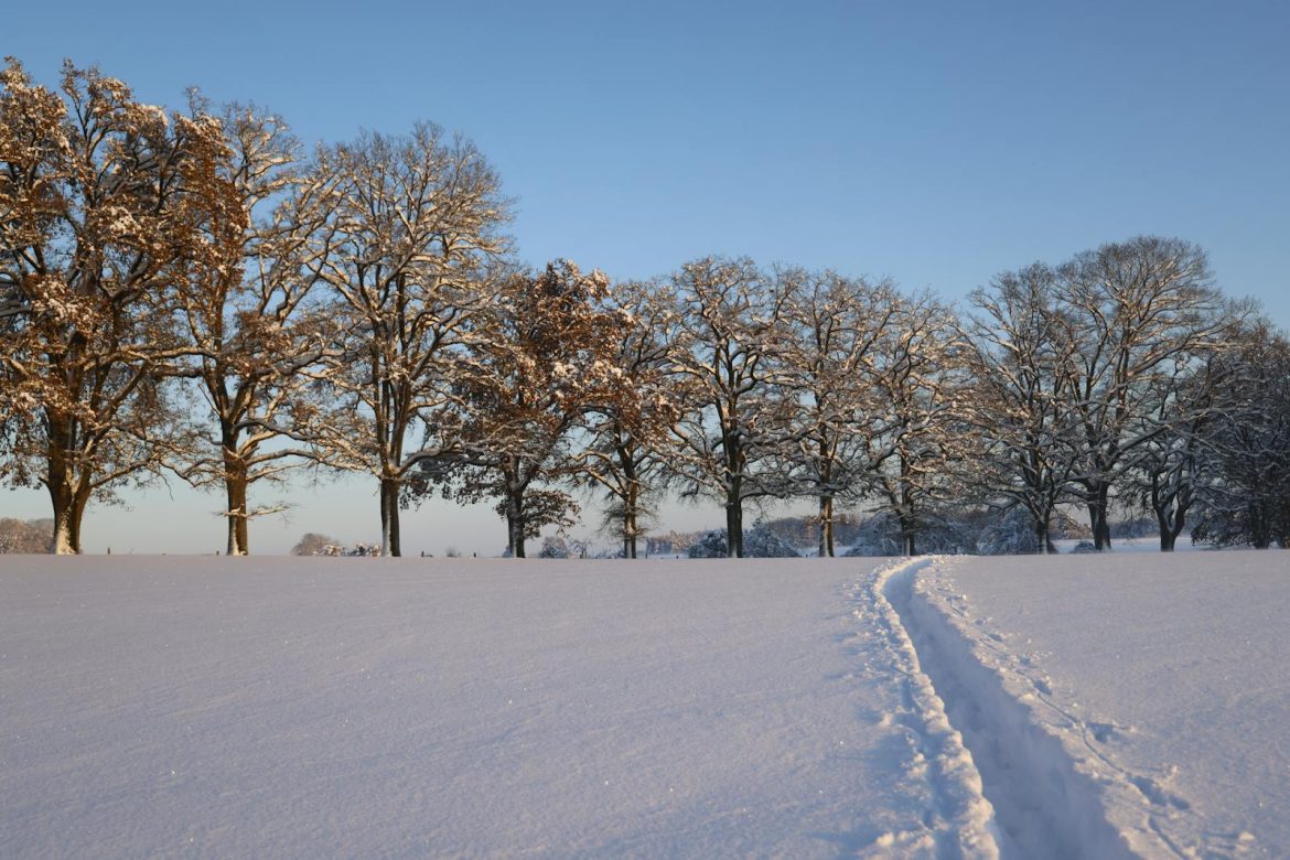 A tranquil scene of a snowy path winding through a row of bare winter trees.