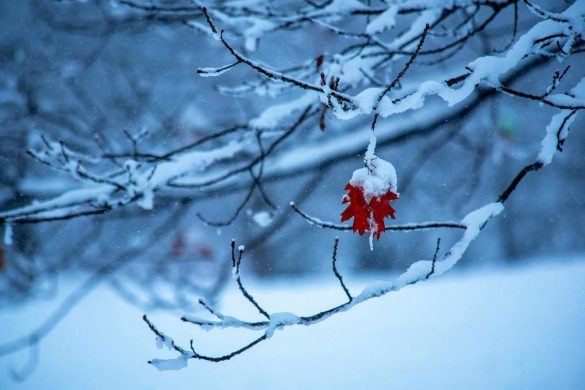 Close-up of a single red leaf on snowy branches during a tranquil winter snowfall.