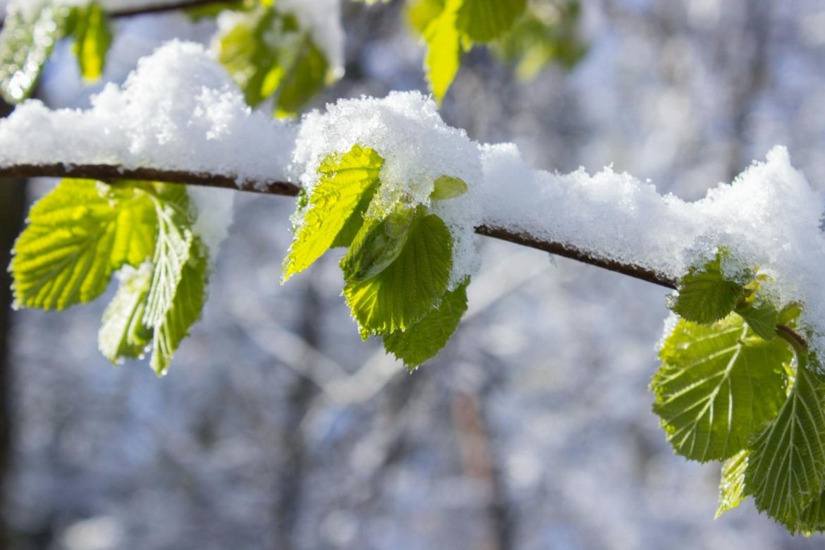 Close-up of fresh green leaves dusted with winter snow, showcasing the contrast between seasons.