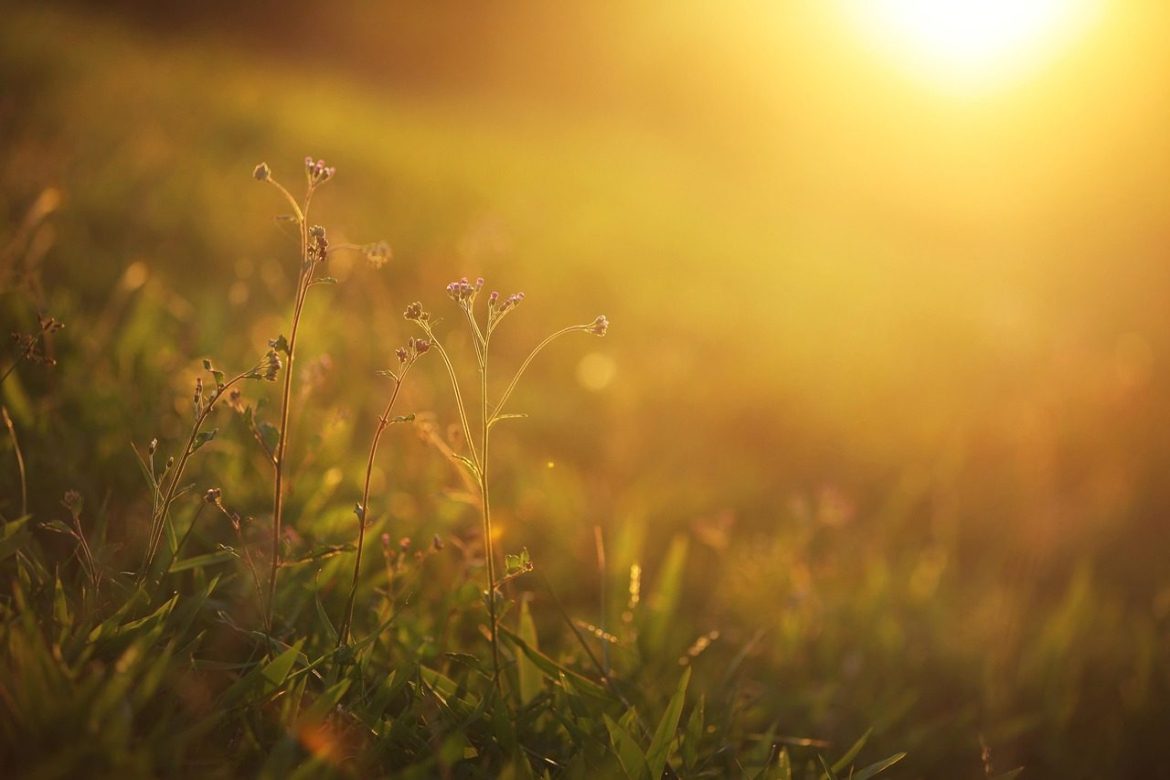 sunset, sunlight, golden light, sun, outdoors, meadow, dusk, grass, nature, landscape, sunset, sunlight, sun, sun, sun, sun, sun