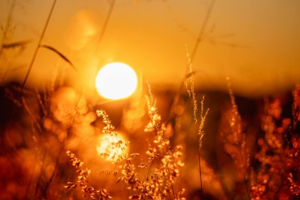 Beautiful sunset with rich golden hues over a tranquil field of grasses.