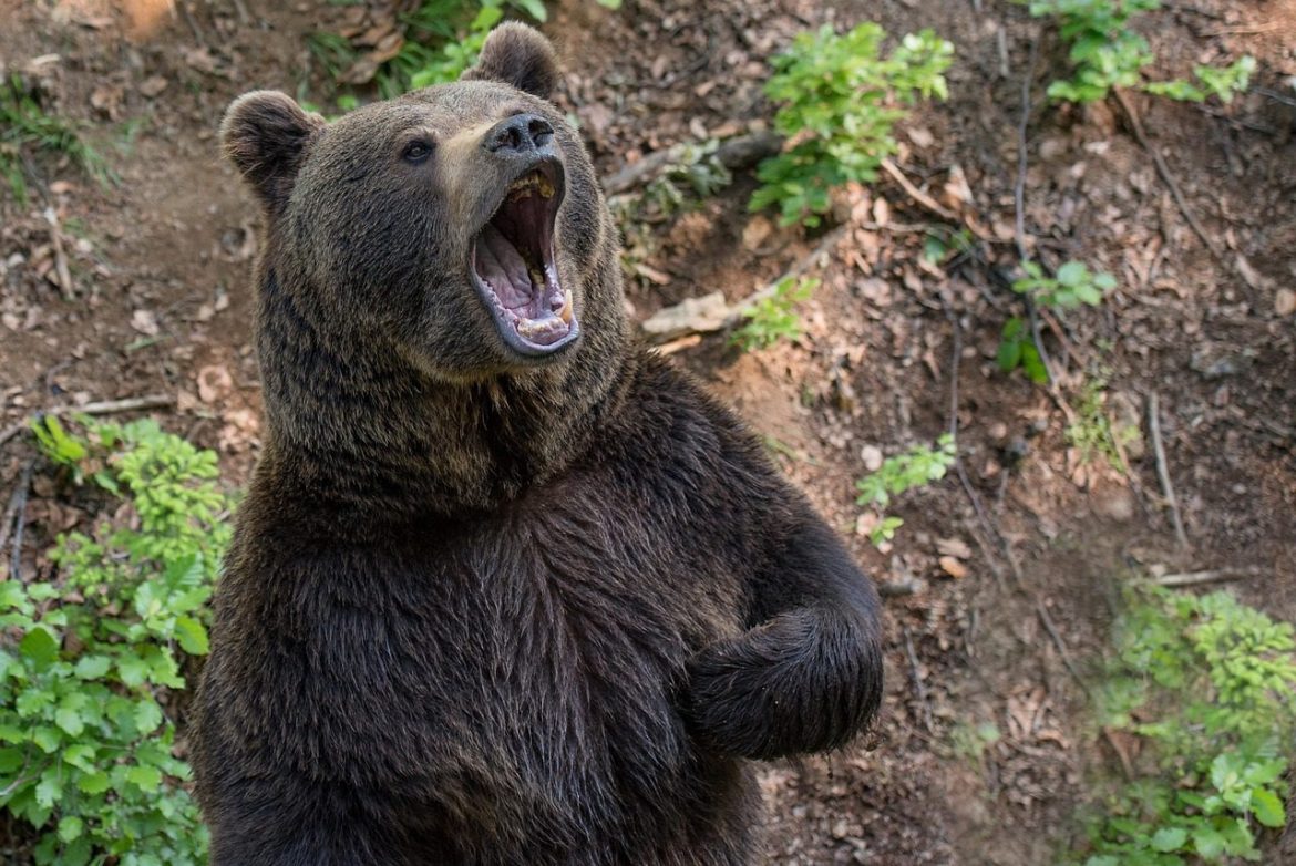 bear, brown bear, maci, hairy, predator, beast, animal, medvebunda, forest, nature, bear, bear, bear, bear, bear, brown bear, brown bear