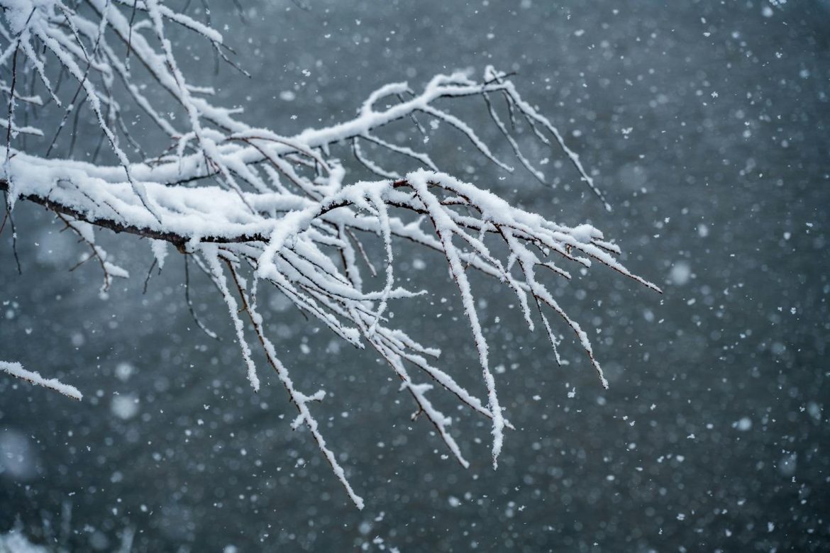 Close-up of snow-laden branches against falling snow in a winter scene.