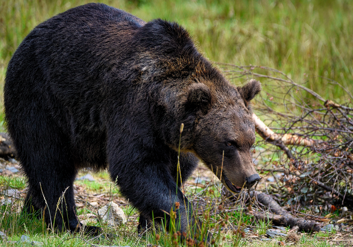 bear, brown bear, grizzly bear, mammal, animal, ursus, predator, hunter, wildlife, nature