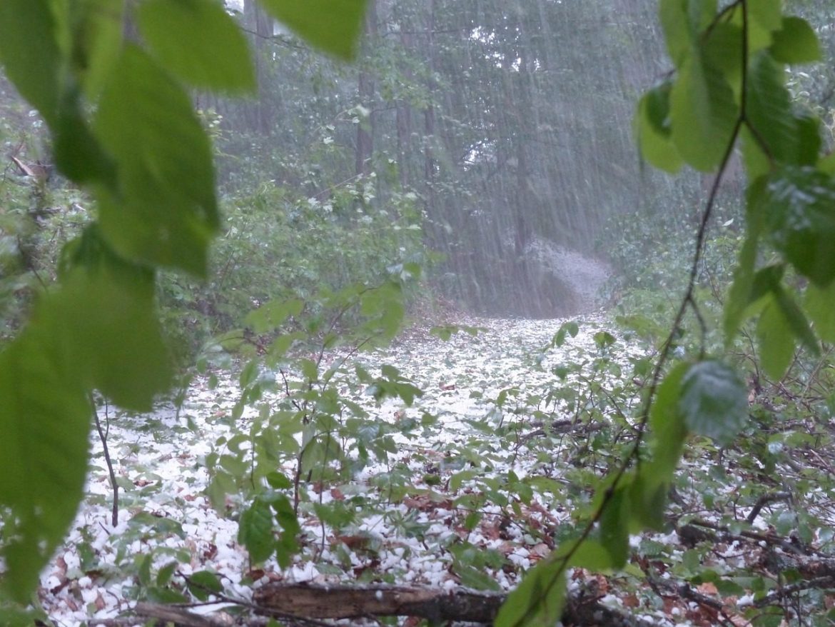 hail, storm, nature, thunderstorm, forest, trees, protection, precipitation, ice lumps, hailstones
