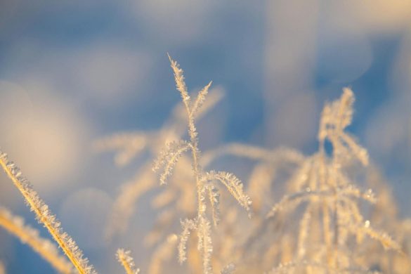 Delicate frost on grass captured in golden winter light in Trondheim, Norway.