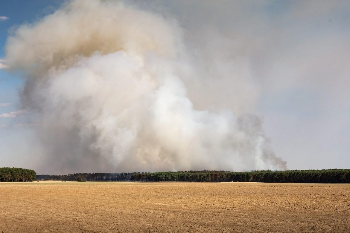 fire, forest fire, danger, forest fire danger, smoke, forest, heat, nature, dry, summer