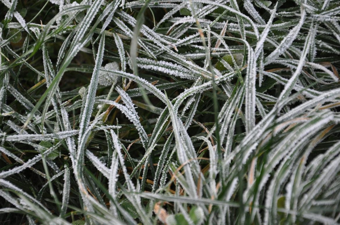 Close-up of frost-covered grass blades on a cold winter morning.
