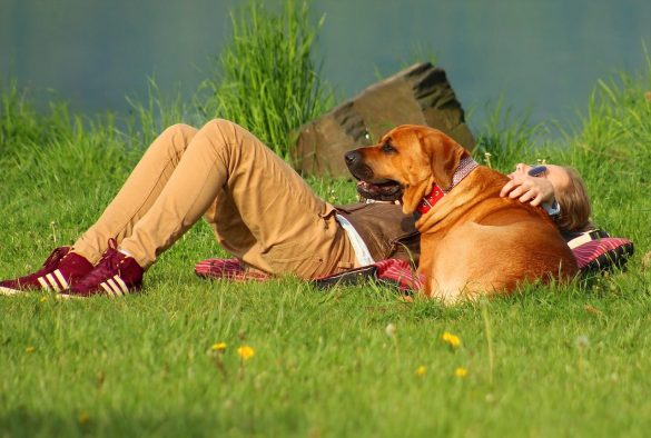 dog, girl, summer, pet, beach, big dog, friend, animal, best friend, nature, sun